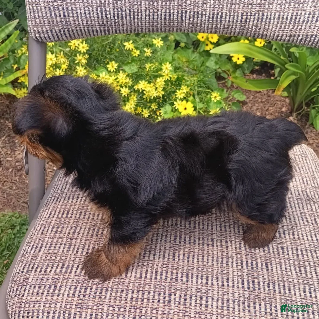 Yorkshire Terrier dogs for sale: Butch  - Ad 2