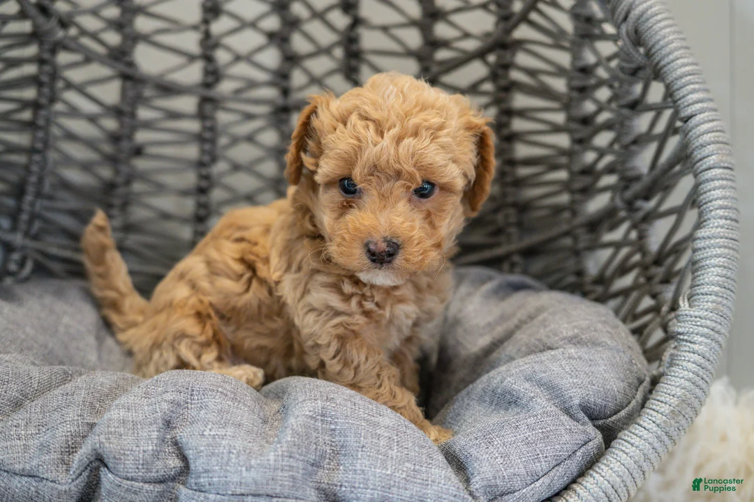 Cockapoo dogs for sale: Stella - Ad 5