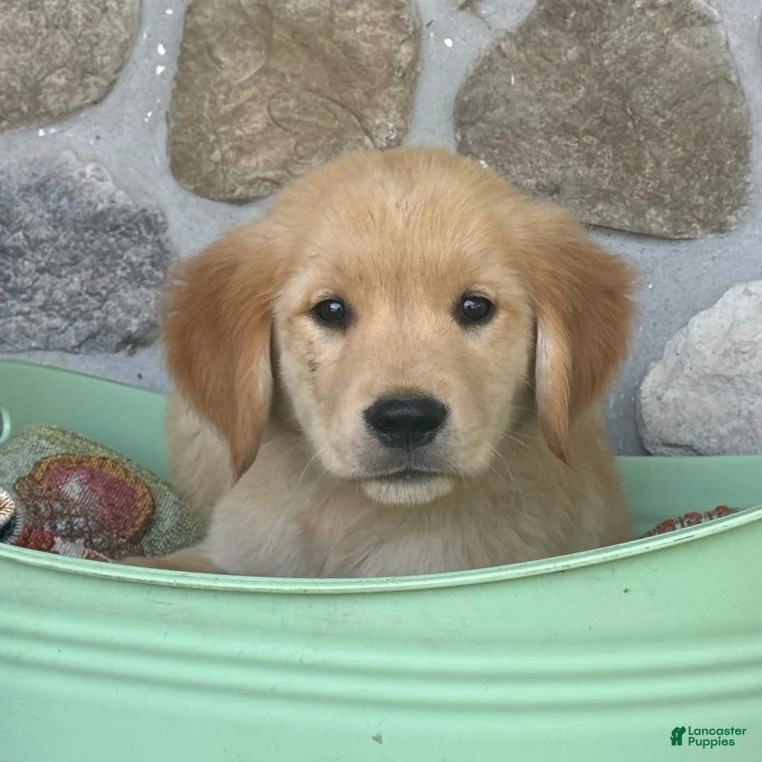 Golden Retriever dogs for sale: Rover - Ad 5