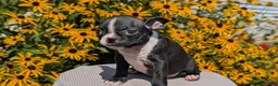Boston Terrier dogs for sale: Tulip - Ad 8