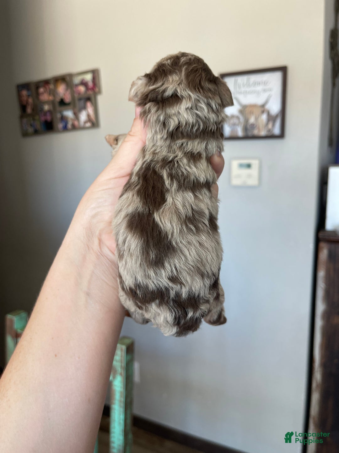 Miniature Poodle dogs for sale: Miniature Poodle Puppy 1 - Ad 31