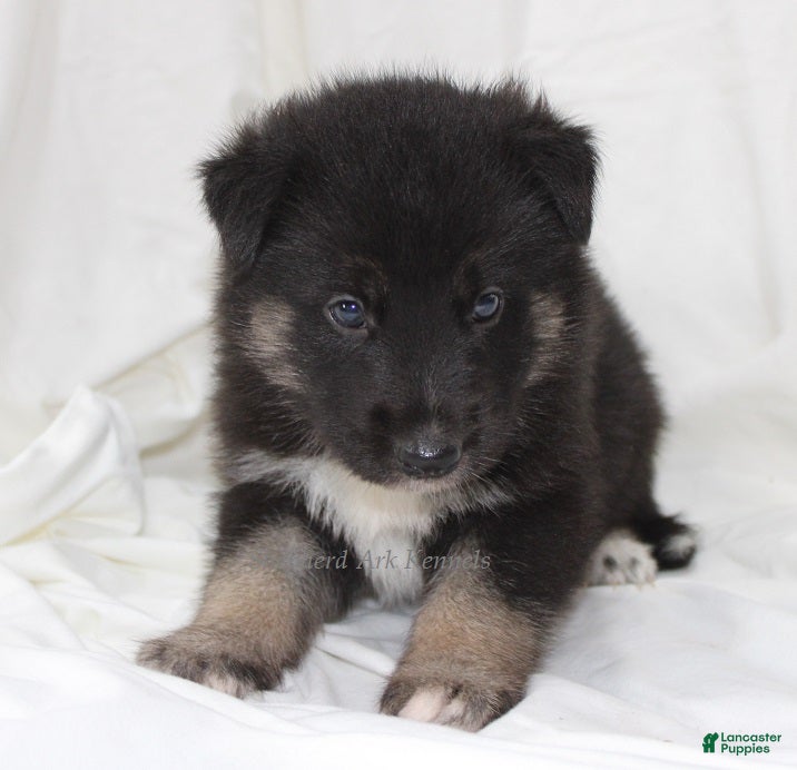 Gerberian Shepsky dogs Black/Tan Male - Ad 1