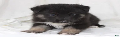 Black/Tan Male