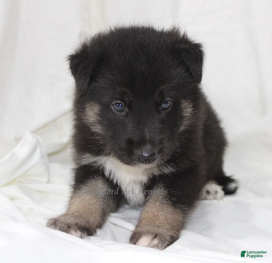 Gerberian Shepsky dogs for sale: Black/Tan Male - Ad 1