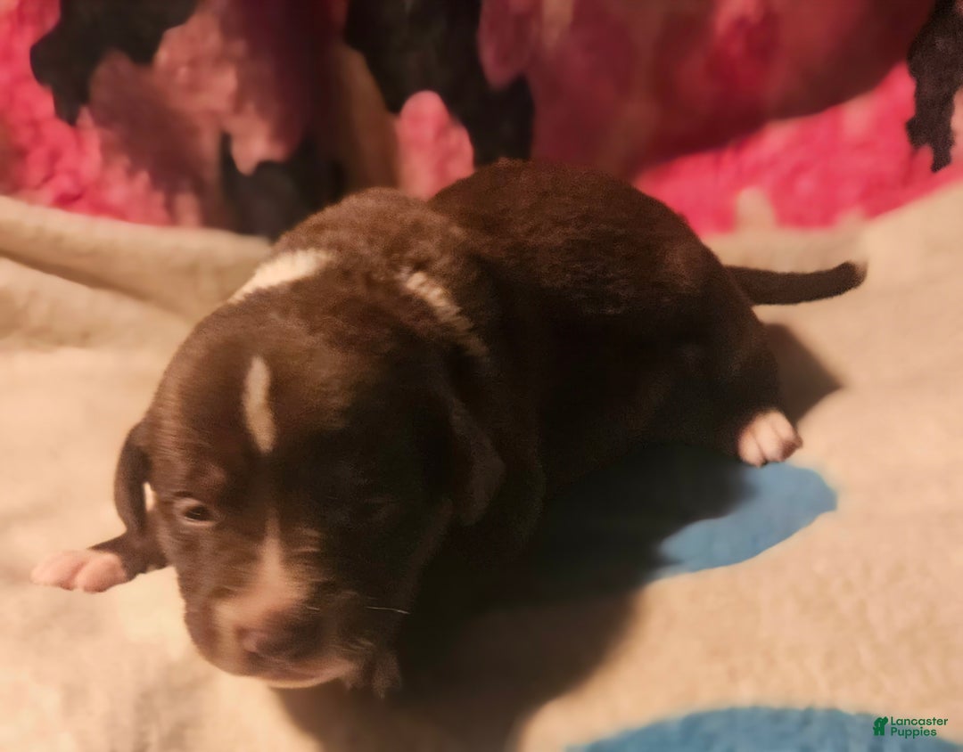 Border Collie dogs for sale: Bailey - Ad 12