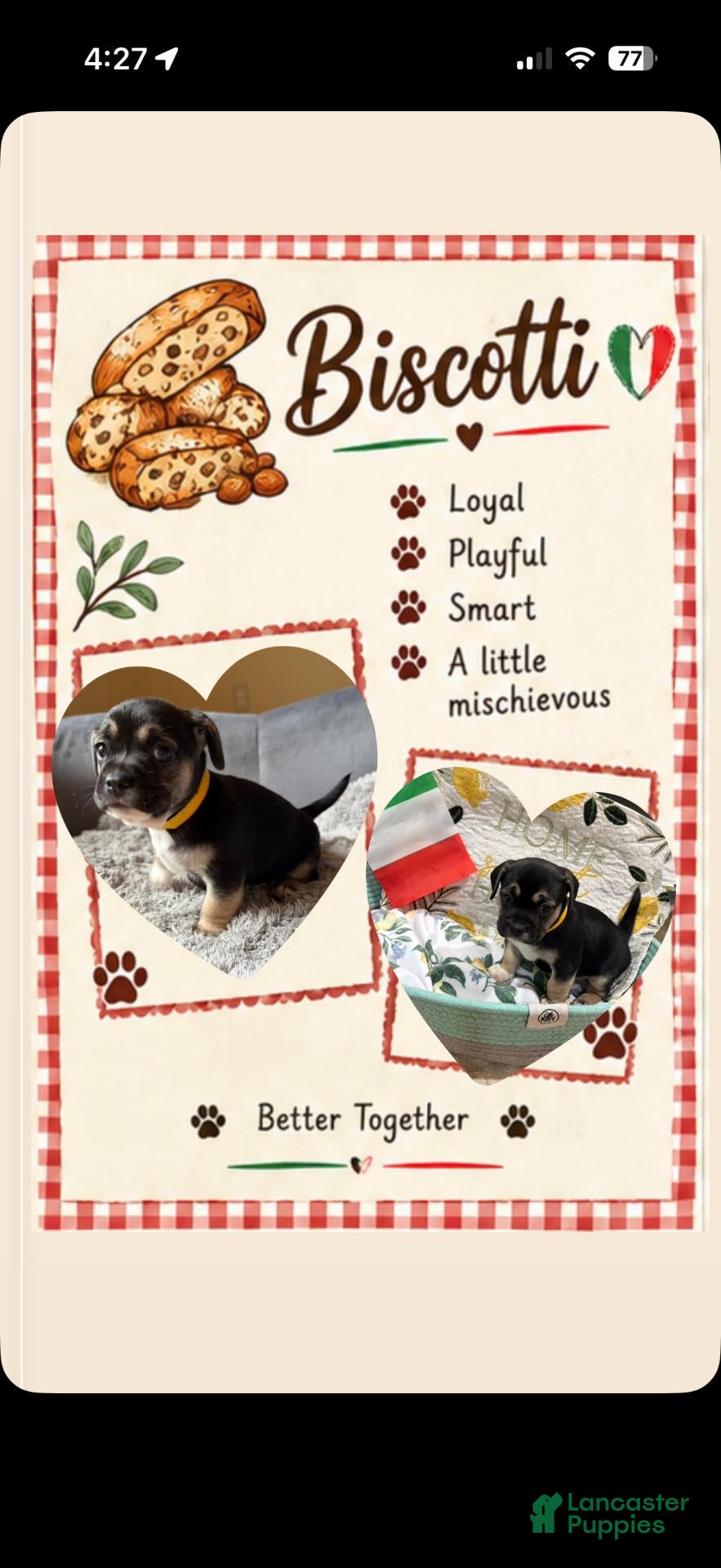 Mixed Breed dogs for sale: Biscotti - Ad 28