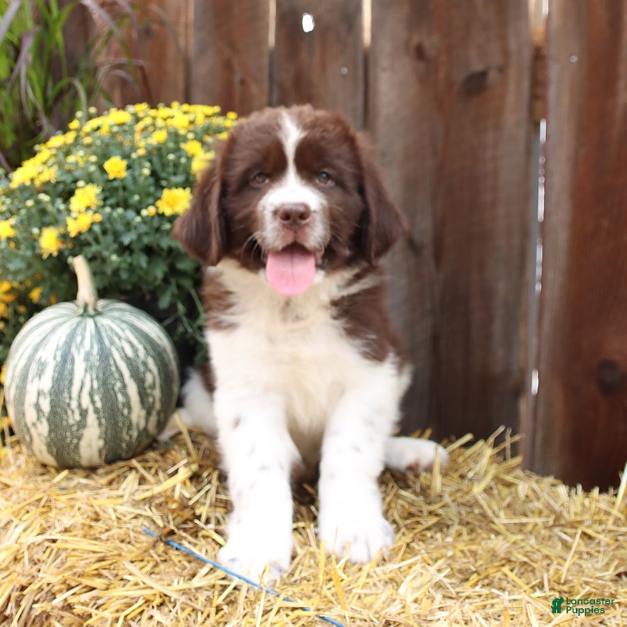 Newfoundland dogs Rusty - Ad 1