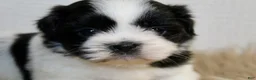 Shih Tzu dogs for sale: Dot - Ad 4