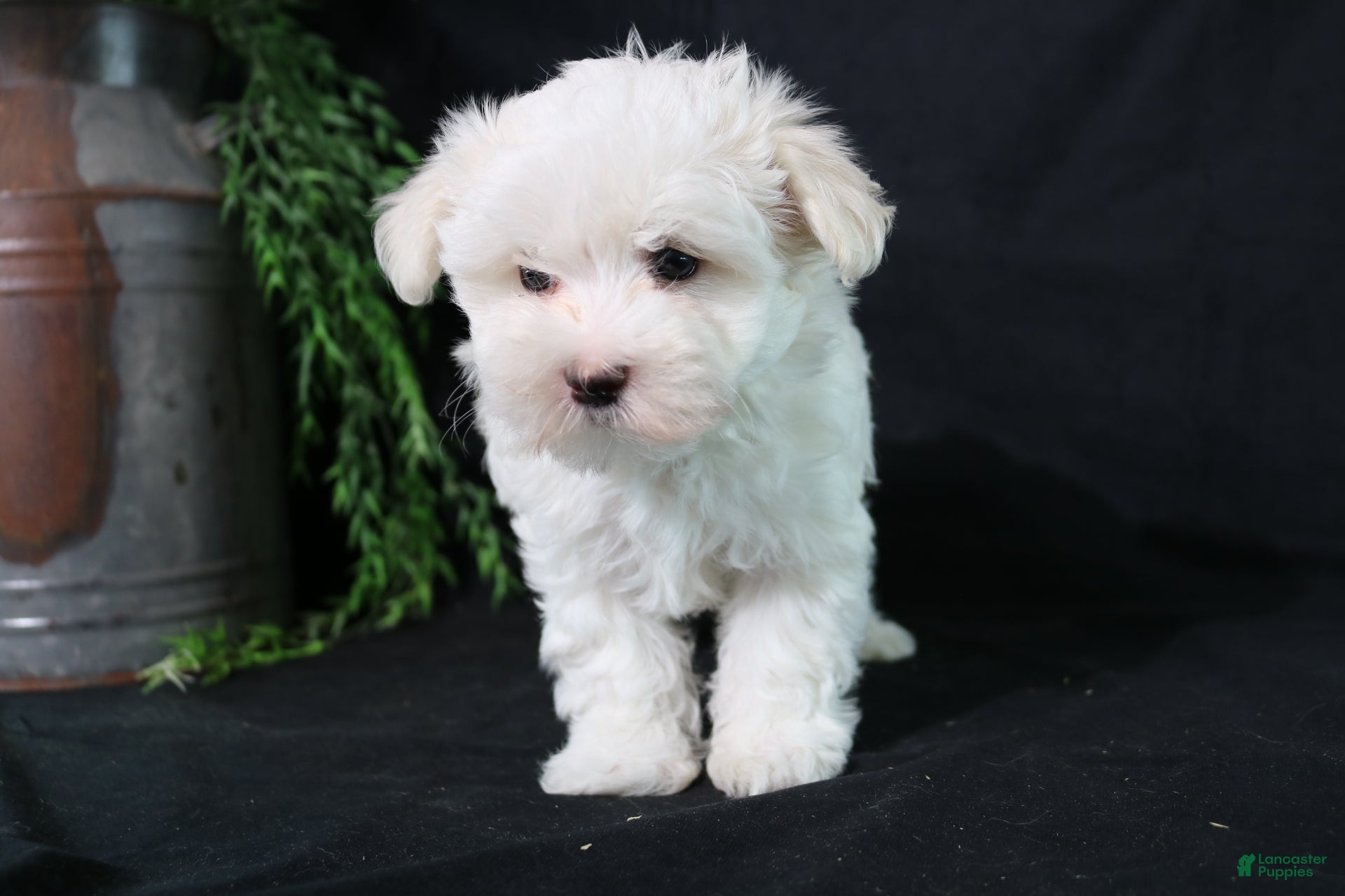 Maltese dogs Molly - Ad 1