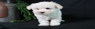 Molly