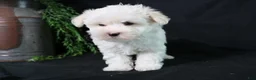 Maltese dogs for sale: Molly - Ad 1