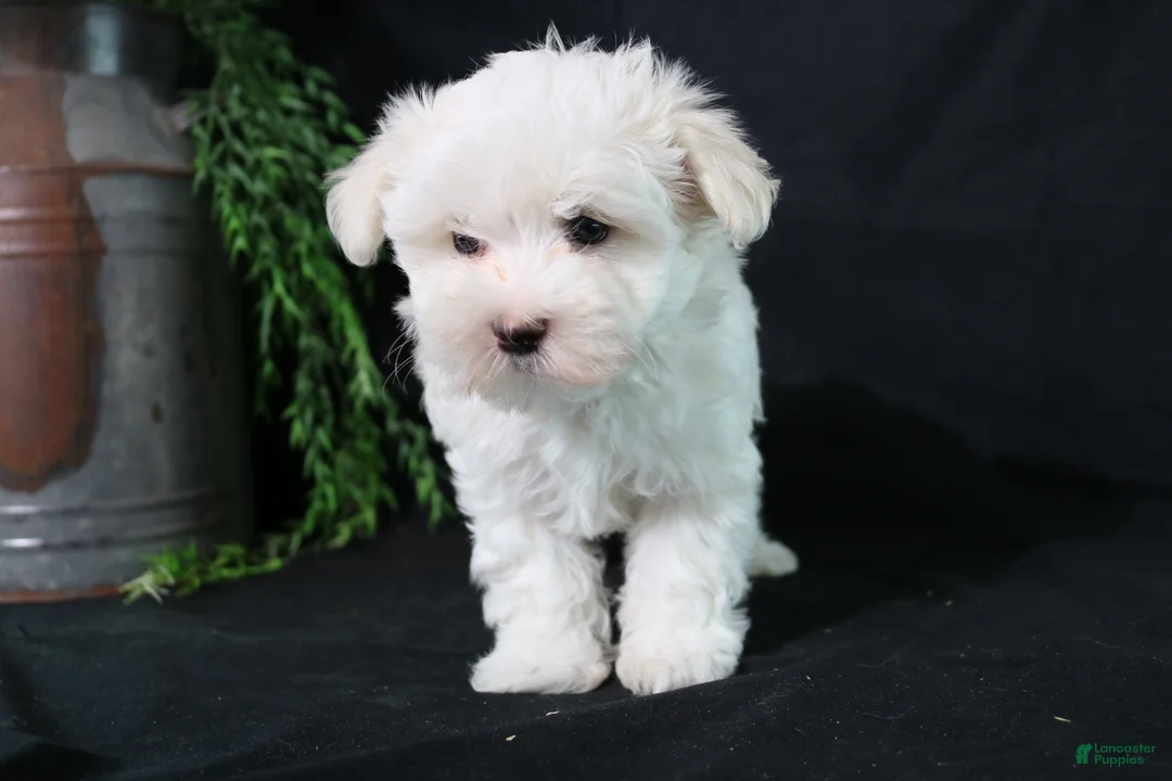 Maltese dogs for sale: Molly - Ad 1