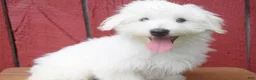 Maltese dogs for sale:  Justin  - Ad 4