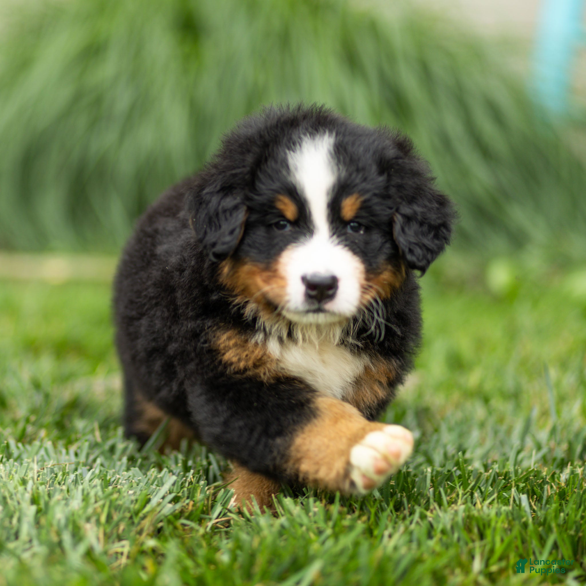Bernese Mountain Dog dogs Brady Bernese Mountain Dog  - Ad 1