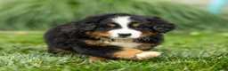 Bernese Mountain Dog dogs for sale: Brady Bernese Mountain Dog  - Ad 1