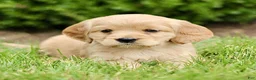 Miniature Golden Retriever dogs for sale: Tessa  - Ad 3