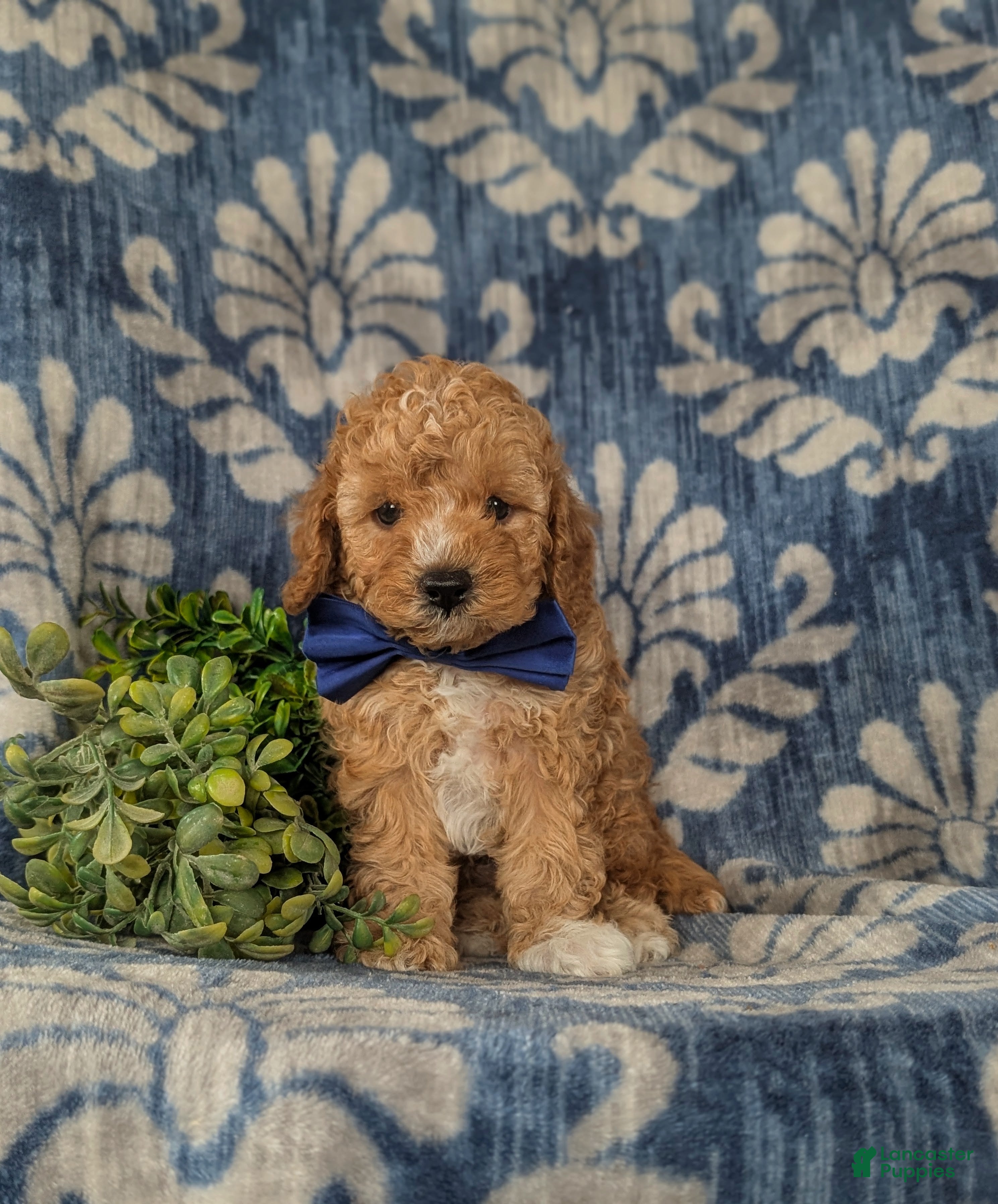 Cavapoo dogs Fabian - Ad 2