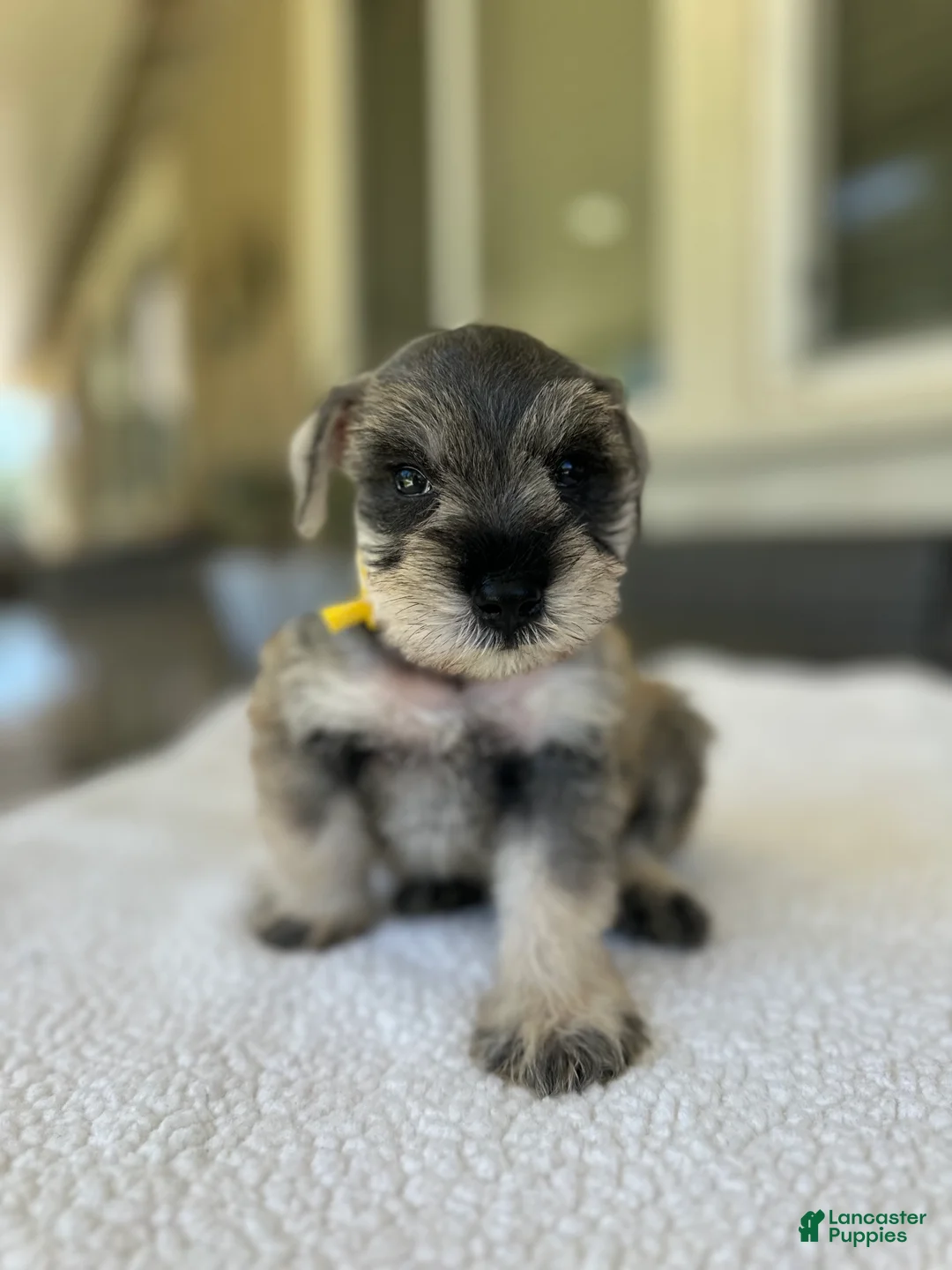 Miniature Schnauzer dogs for sale: Sunny - Ad 1
