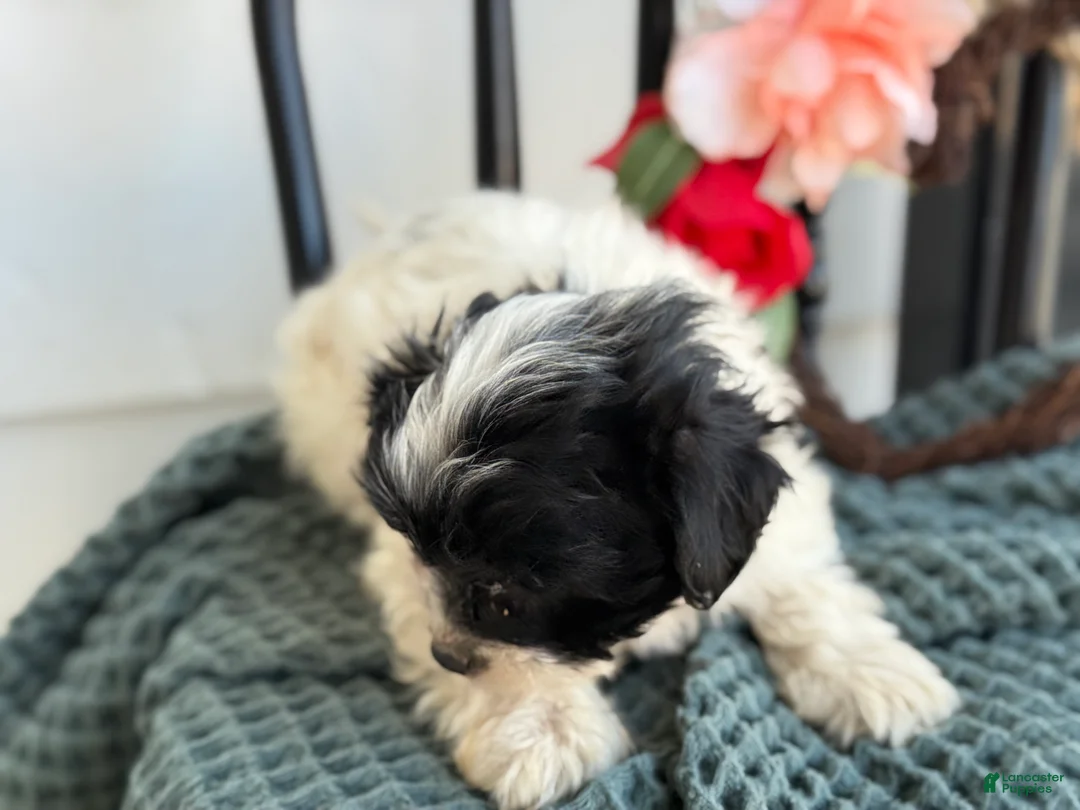 Shihpoo dogs for sale: Glory - Ad 8
