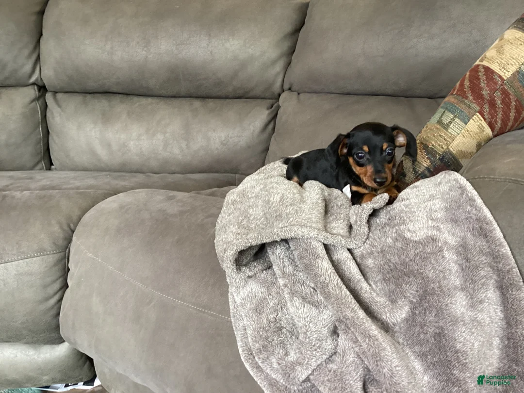 Miniature Dachshund dogs for sale: Micky - Ad 1