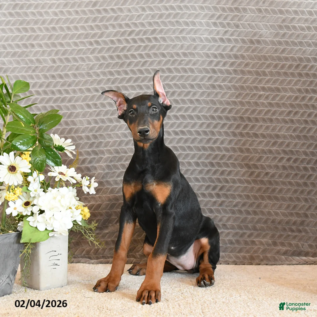 Doberman Pinscher dogs for sale: Zena - Ad 5