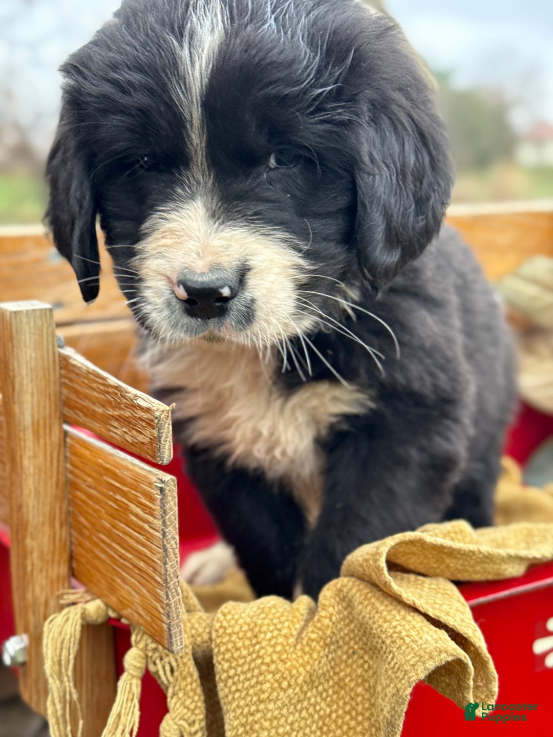 Mixed Breed dogs for sale: Walter - Ad 5