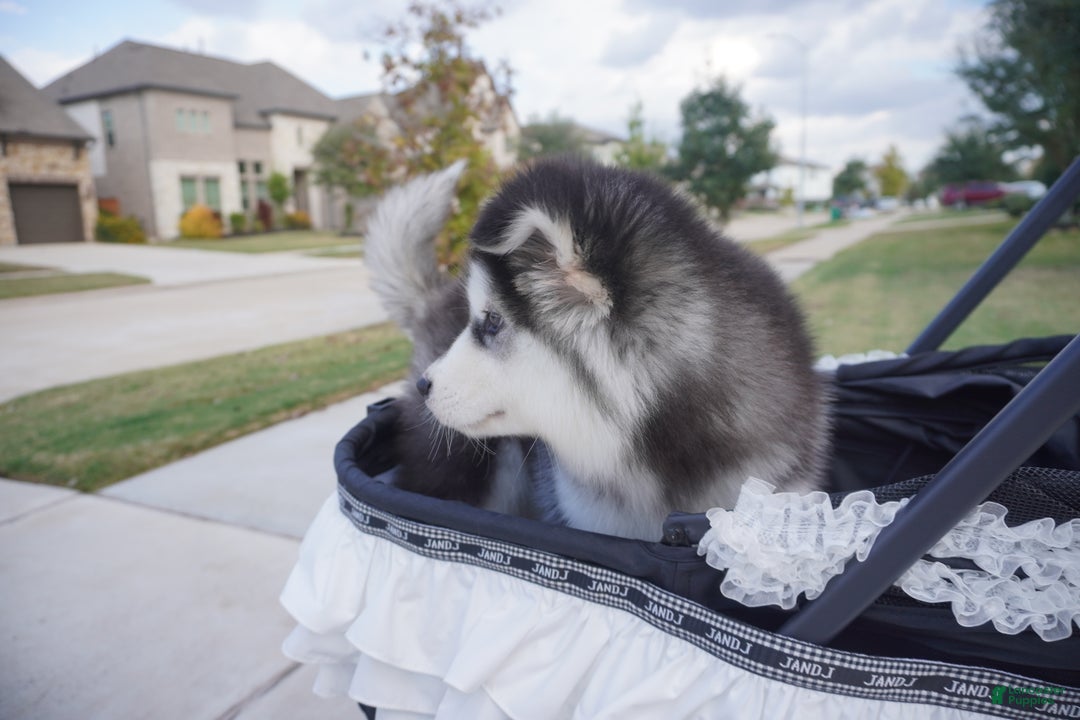 Alaskan Malamute dogs for sale: Xiao Huang - Ad 7