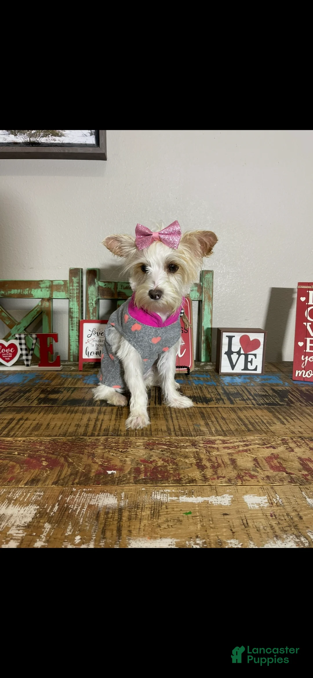 Yorkshire Terrier dogs for sale: Blonde Parti Tilly - Ad 8