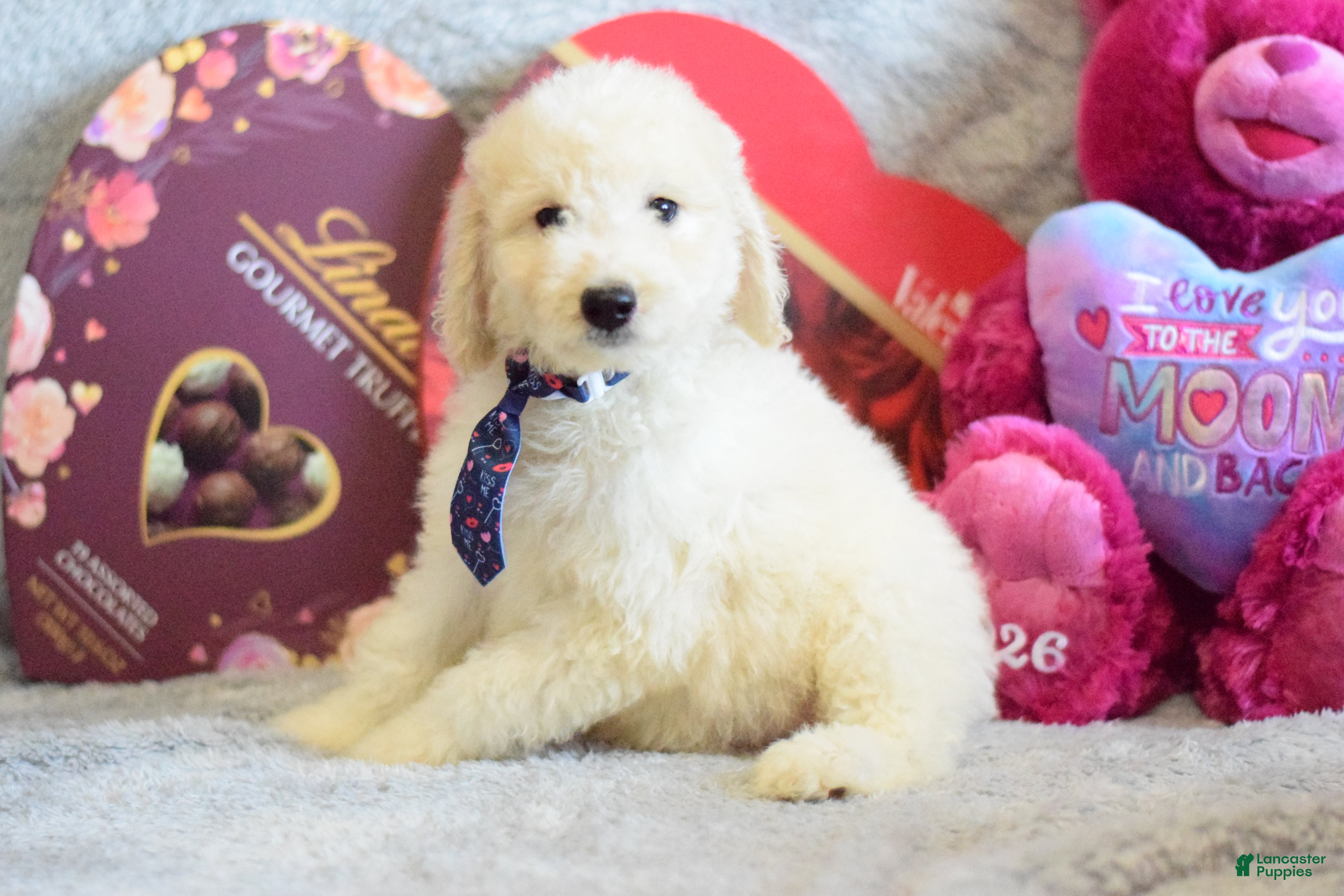 Goldendoodle dogs Goldendoodle Puppy 2 - Ad 1