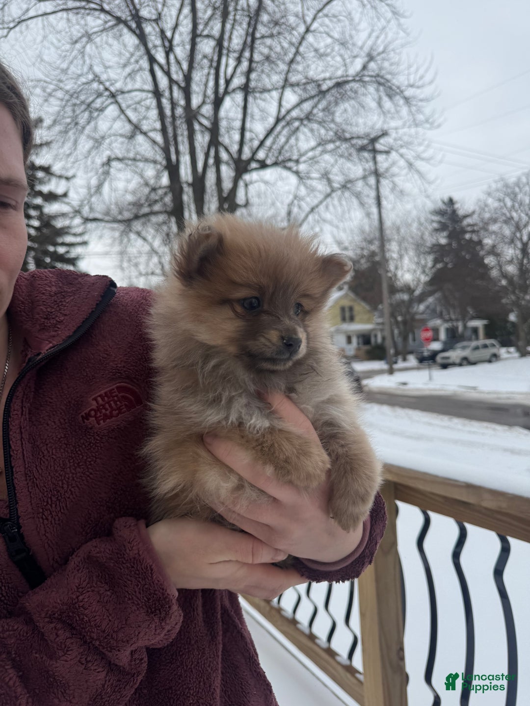 Pomeranian dogs for sale: Poppy - Ad 3