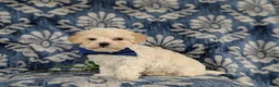 Maltipoo dogs for sale: Laim 7 lbs Full Grown - Ad 11