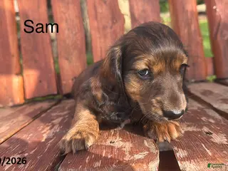 Miniature Dachshund dogs Sam - Ad 34