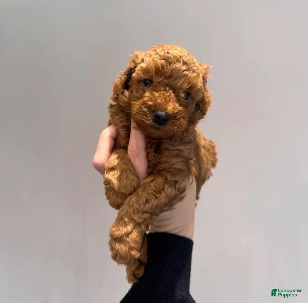 Maltipoo dogs for sale: Suzy - Ad 1