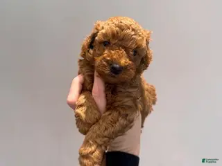 Maltipoo dogs Suzy - Ad 9