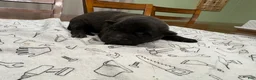 Belgian Malinois dogs for sale: Hickory (green) - Ad 3