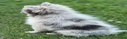 Pomeranian dogs for sale: Ruby - Ad 13