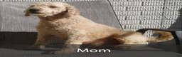Mini Goldendoodle dogs for sale: Jasmine - Ad 10