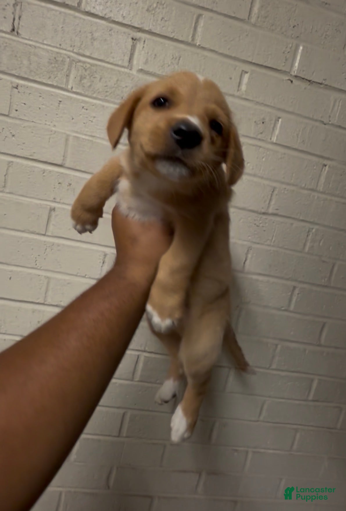 Mixed Breed dogs Mixed Breed Puppy 4 - Ad 21