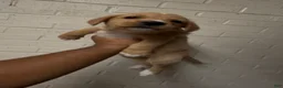 Mixed Breed dogs for sale: Mixed Breed Puppy 4 - Ad 1