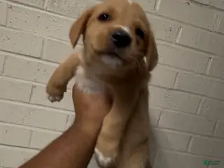 Mixed Breed dogs Mixed Breed Puppy 4 - Ad 21
