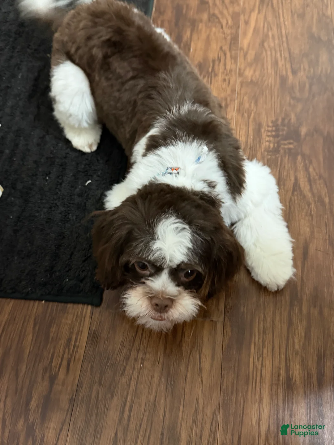 Shih Tzu dogs for sale: Shih Tzu Puppy 1 - Ad 3