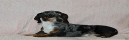 Miniature Dachshund dogs for sale: Captain - Ad 7