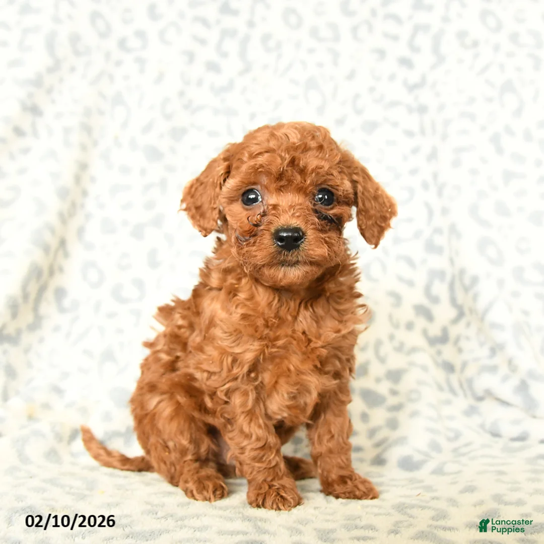 Miniature Poodle dogs for sale: Loki - Ad 2