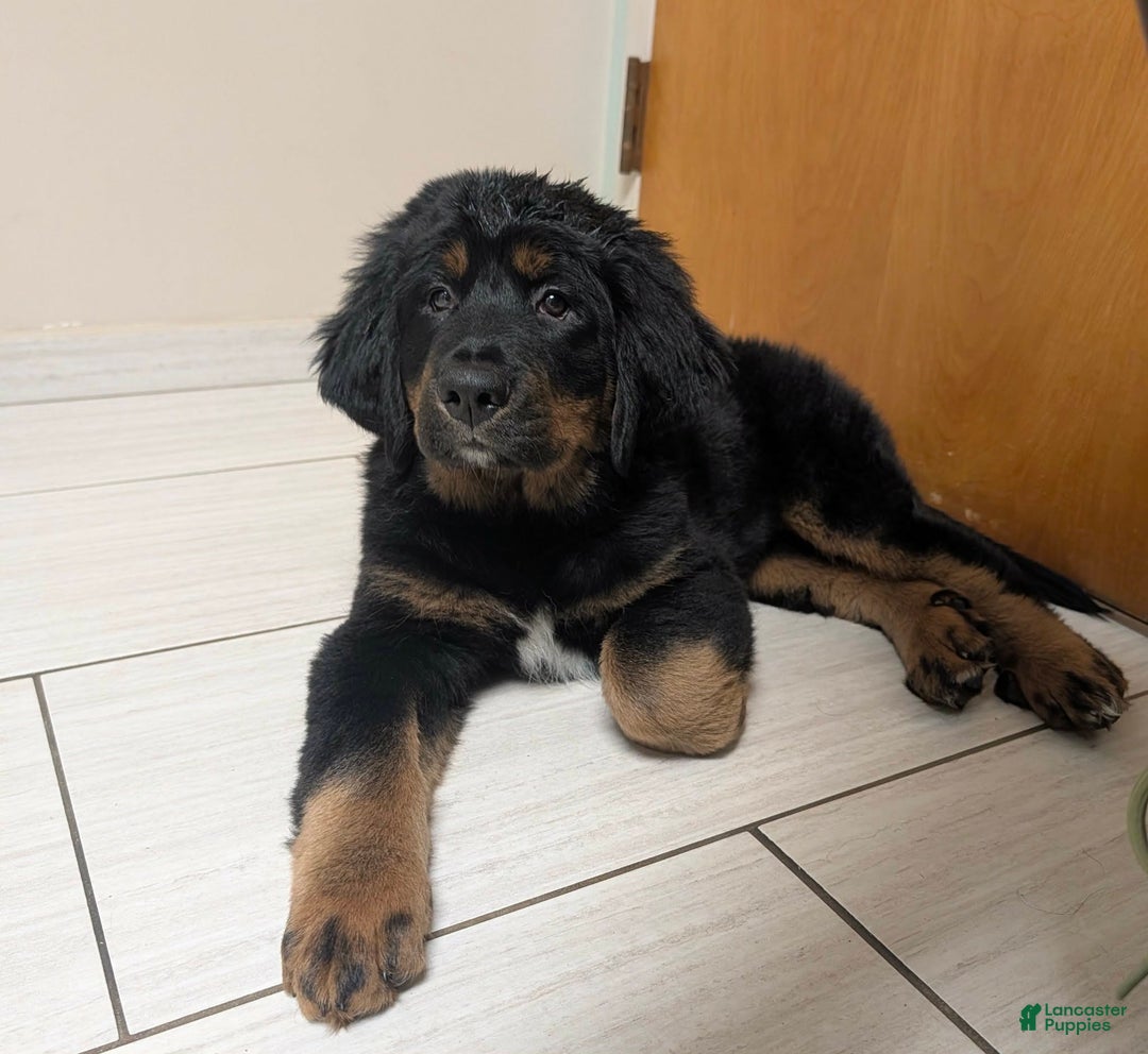 Mixed Breed dogs for sale: Mixed Breed Puppy 4 - Ad 1