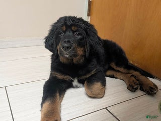 Mixed Breed dogs Mixed Breed Puppy 4 - Ad 3