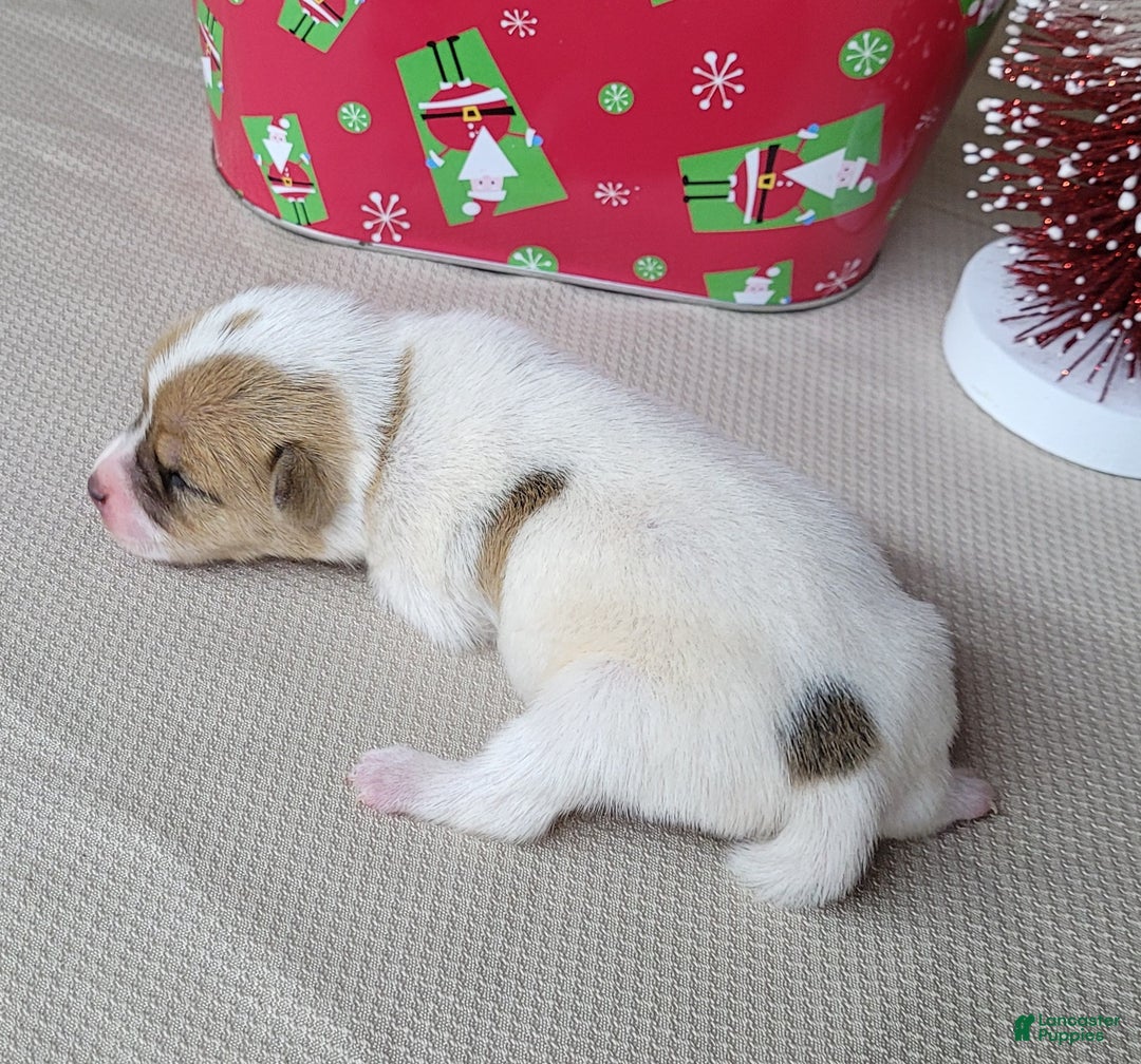 Jack Russell Terrier dogs for sale: Westfork's TANG - Ad 3