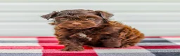 Mini Aussiedoodle dogs for sale: Callie - Ad 4