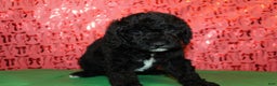 Miniature Poodle dogs for sale: Pepper - Ad 6