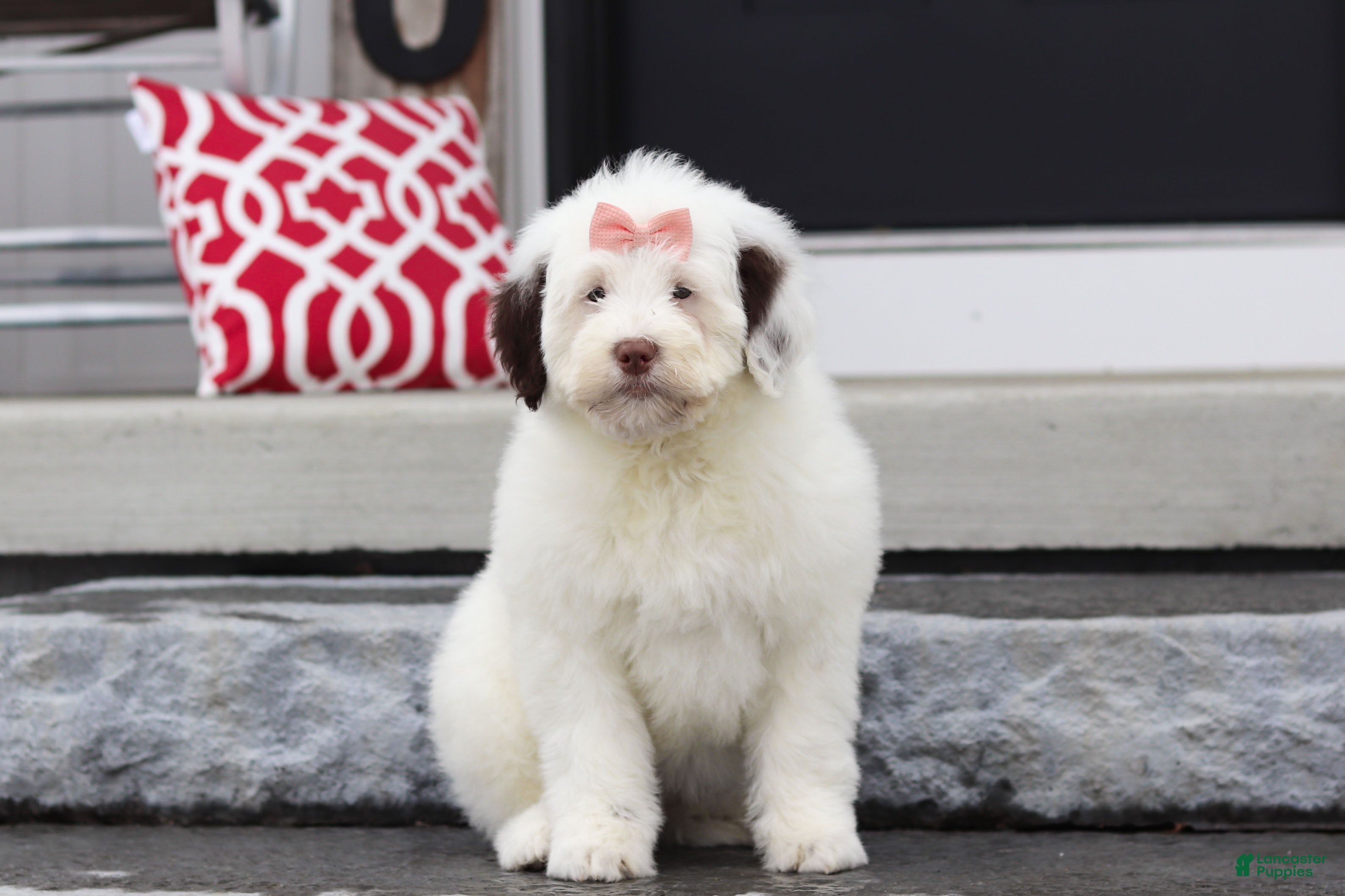 Portuguese Water Dog dogs Callie - Ad 2