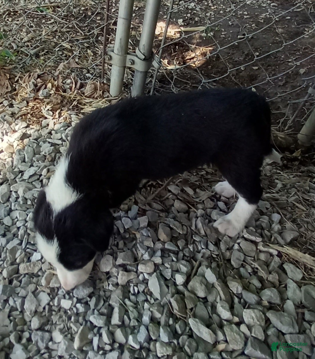 Border Collie dogs Rowdy - Ad 2
